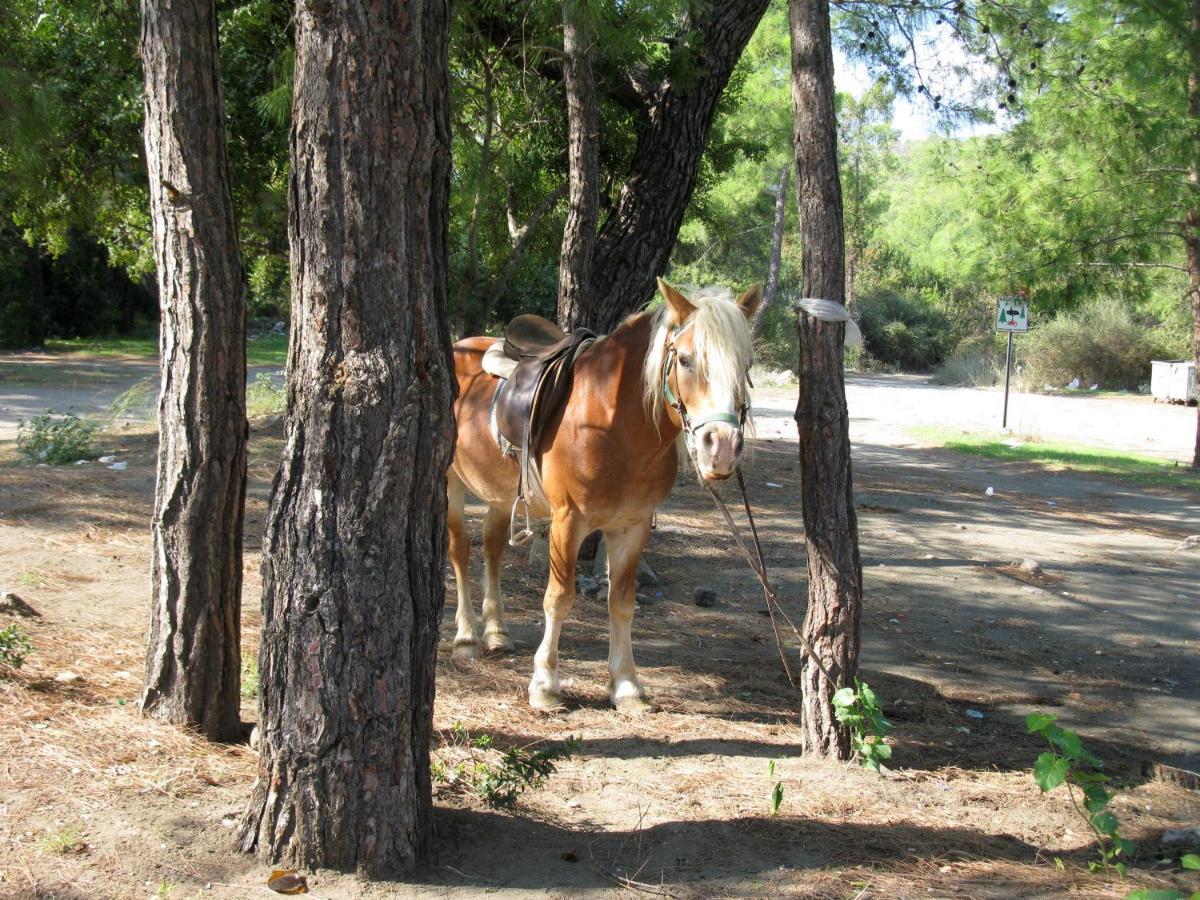 Oranj Ranch Hotel Kemer Ngoại thất bức ảnh